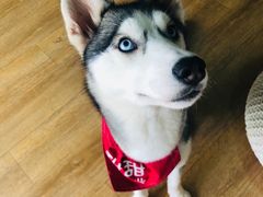 -Husky Go! 哈士奇体验馆·宠物咖啡厅狗咖