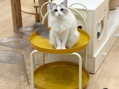 -有喵·猫咖·狗咖·40+猫狗有小奶狗(岗厦店)