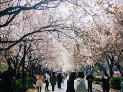 -山东师范大学(千佛山校区)