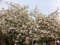 -西安青龙寺遗址景区