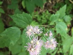 -青峰峡国家森林公园