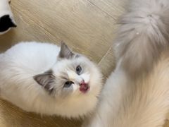 -猫咪派对(江南西店)