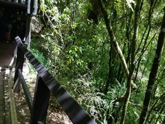 -怀托摩萤火虫洞