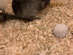 -龙猫仔乐园(惠福东路店)