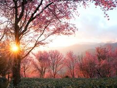 -无量山自然风景保护区
