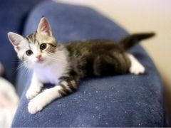 iphone_upload_pic-Bastet sally猫舍购宠(静安店)