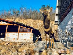 -大连森林动物园