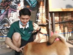 -柴犬高等学院·狗咖·柴犬售卖·宠物训练