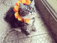 iphone_upload_pic-Bastet sally猫舍购宠(静安店)