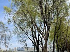 -长白岛森林公园