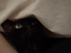 -宠爱国际动物医院·消化内科·心肾内科·ISFM猫友好(望京店)
