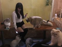 -猫色咖啡·猫咖