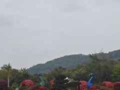 -东南花都花博园