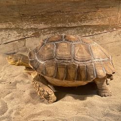 -Zoolung Zoolung动物主题公园(海信广场店)