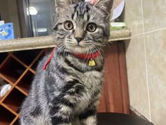 -艾贝尔宠物医院·狂犬免疫点(江山金象城店)