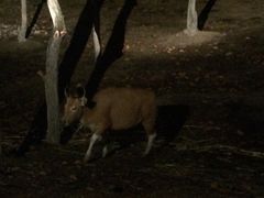 -清迈夜间动物园