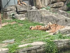 -深圳野生动物园