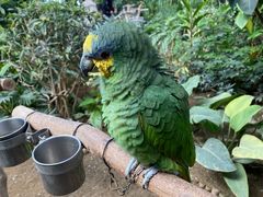 -南宫五洲植物乐园