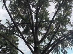 -灵岩山风景区灵岩禅寺