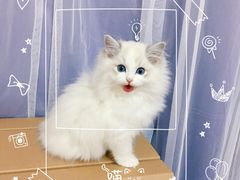 -Bastet sally猫舍购宠(静安店)