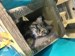 -小时光咖啡馆(开森度假森林店)
