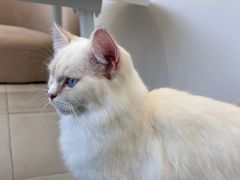 -怪兽屋·羊驼·猫咖·狗咖(俊华广场店)