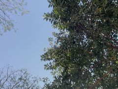 -安平桥