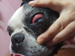 -严国平动物医院(德政总院)