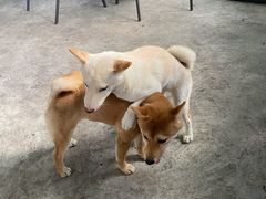 -柴犬高等学院·狗咖·柴犬售卖·宠物训练