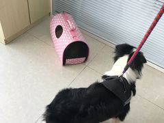 -瑞派福兴宠物医院犬猫全科·骨科·中西医结合(河东店)