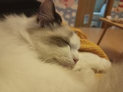 -Sweet cat·星愿猫咖(国贸大厦店)