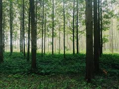 -黄海国家森林公园