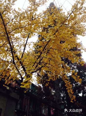 沿着民乐路往下走,发现有家琴馆安安静静的在老巷子里