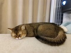 -爱洗澡的猫(天河路店)