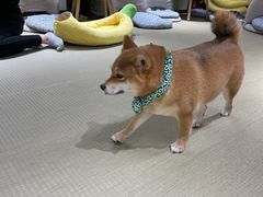 -逗柴咖啡屋·狗咖猫咖宠物桌游