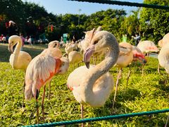 -广州长隆飞鸟乐园