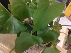 -蛙一刀·麻椒鱼火锅(金仙桥店)