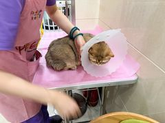 -北京观赏动物医院·24小时大型综合·猫专科·异宠专科
