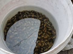 -老卜奎齐齐哈尔烤肉(人民东路店)