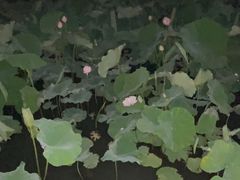 -大明寺素食坊(扬子江中路店)