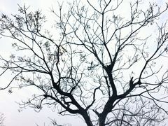 -三垟湿地