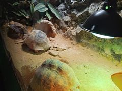 -广州长隆飞鸟乐园