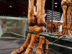 -墨尔本博物馆(Melbourne Museum)