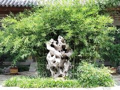-济南植物园
