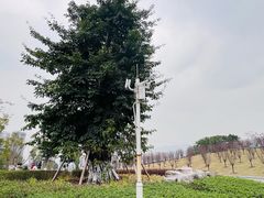 -桂花寨(北碚二店)