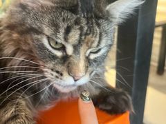 -平行世界·猫咖(首经贸店)