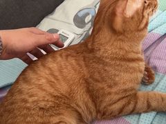 -瑞鹏宠物医院·骨科·猫科·内科(第一中心)