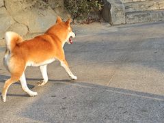 -大屏嶂森林公园