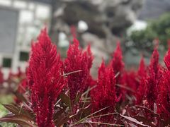 -龙寺生态园