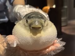 -肆月河豚·淮扬菜·湘菜(华天店)